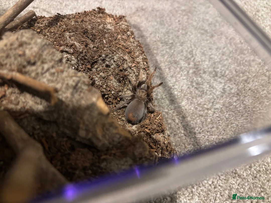 Tarantulas invertebrates for sale: Unsexed Juvenile Desert Blonde  - Advert 1