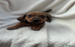 Mixed Breed dogs for sale: Dorkie puppies  - Image 4