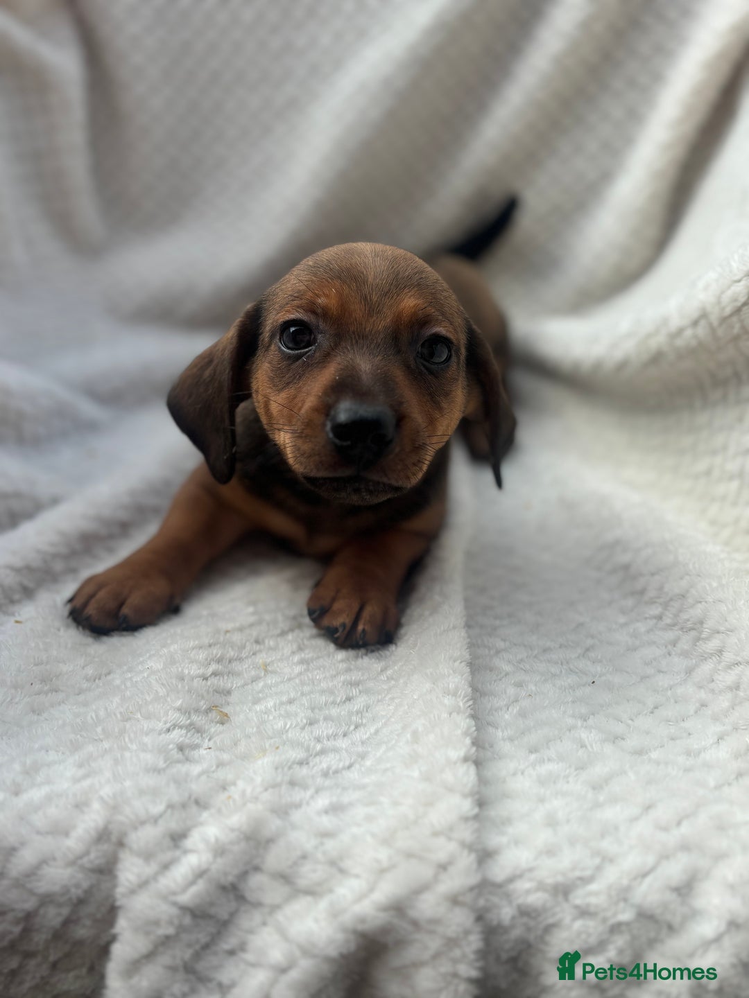 Mixed Breed dogs for sale: Dorkie puppies  - Image 4