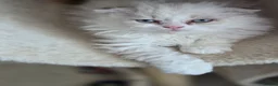 Scottish Fold cats for sale: Scottish Fold X Selkirk Rex  - Advert 9