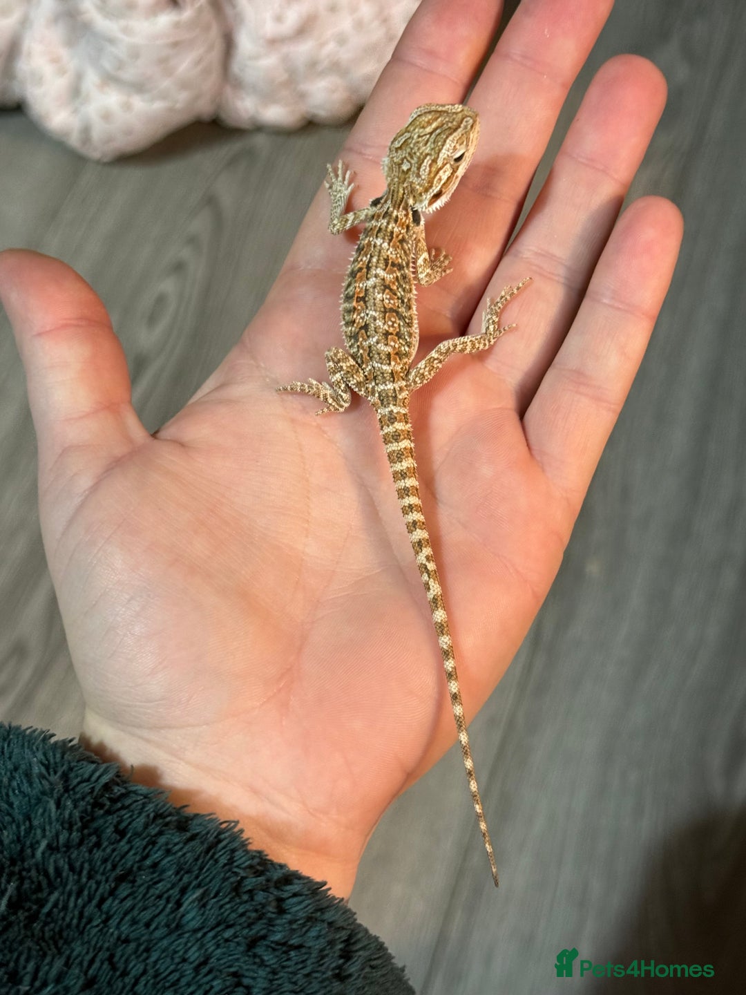 Bearded Dragon reptiles for sale: Bearded Dragon babies - Advert 14