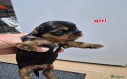 Yorkshire Terrier dogs for sale: Full pedigree Yorkshire terrier  - Image 3