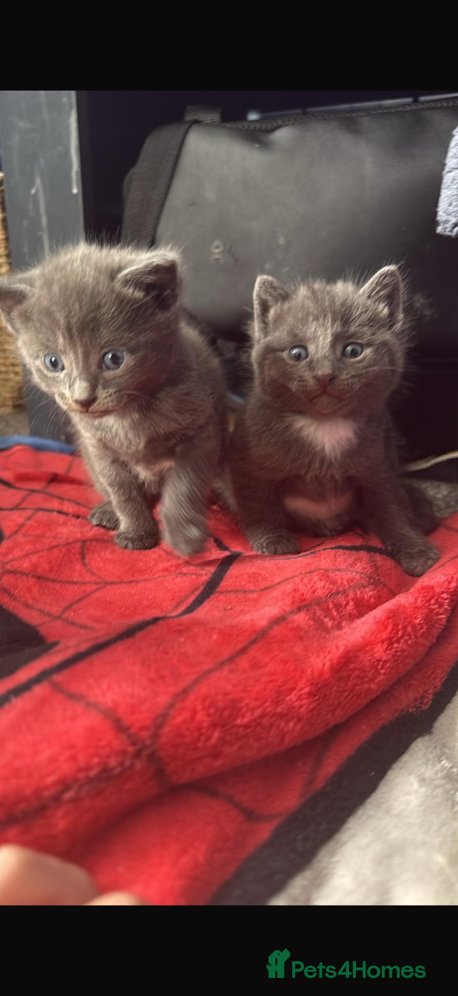 Mixed Breed cats Gorgeous kittens - Advert 14