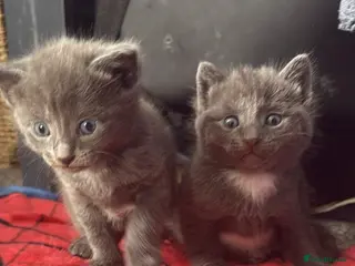 Mixed Breed cats Gorgeous kittens - Advert 14