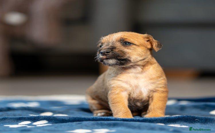 Mixed Breed dogs - Advert 3