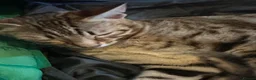 Bengal cats for sale:  Snow Lynx bengal  - Advert 13