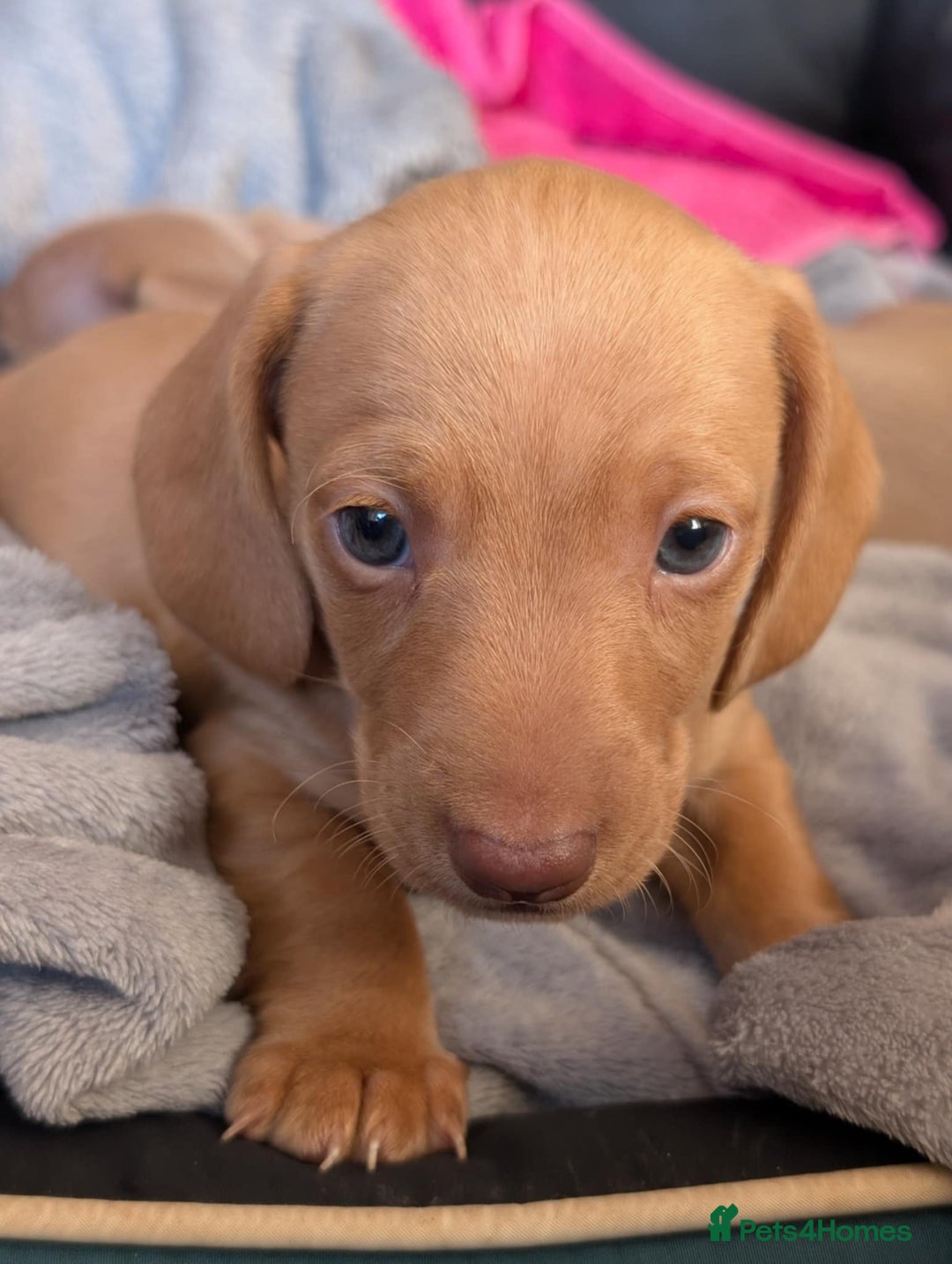 Miniature Dachshund dogs for sale: 4 beautiful boys PRA clear - Image 1