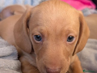 Miniature Dachshund dogs - Advert 4