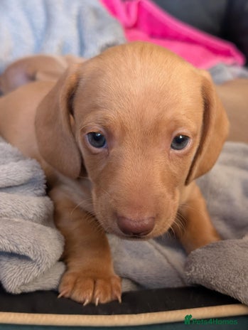 Miniature Dachshund dogs - Advert 1