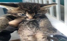 Bengal cats for sale: Five super friendly and fun kittens  - Image 15