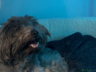 Mixed Breed dogs BORN now on 12th PICK UP 12 Jan - Advert 5