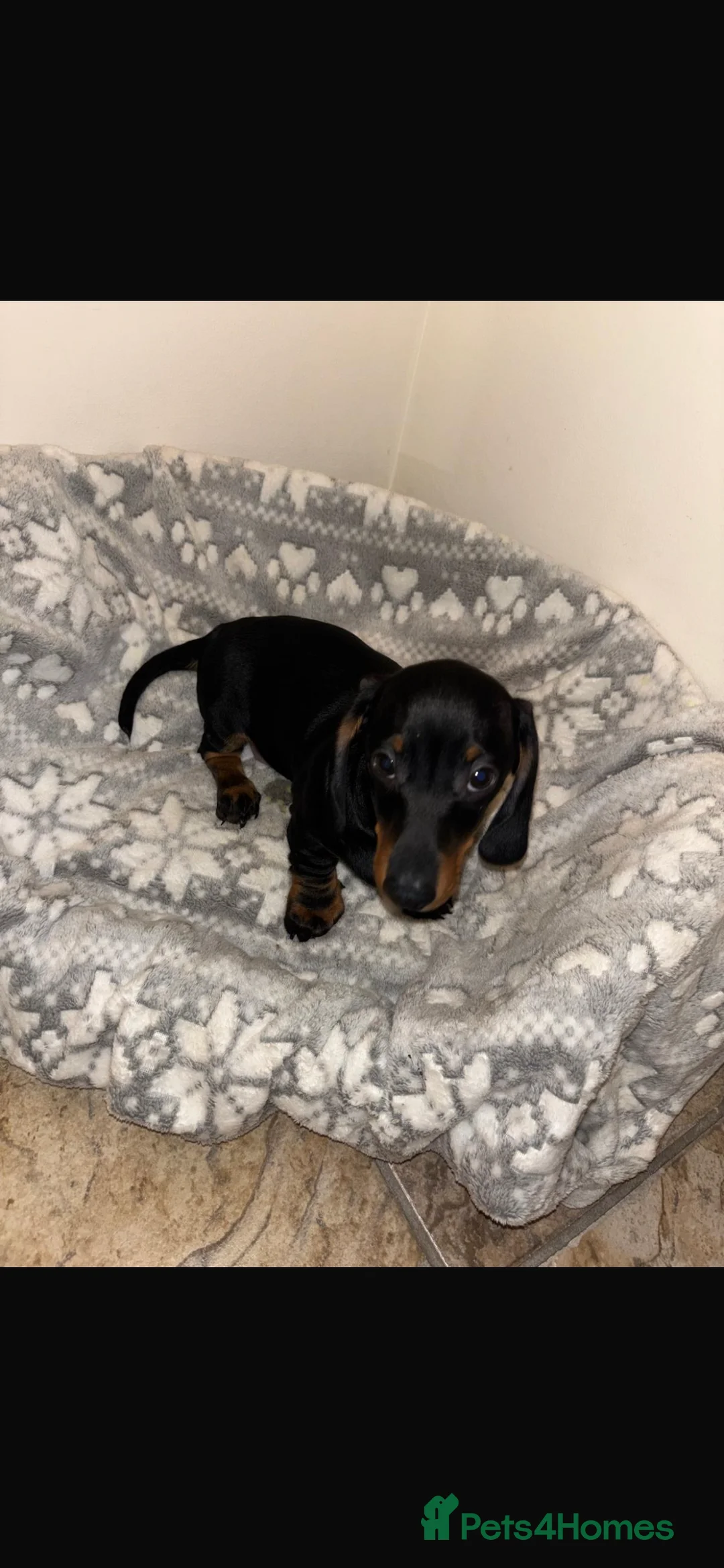 Miniature Dachshund dogs for sale: Looking for forever home  - Advert 7