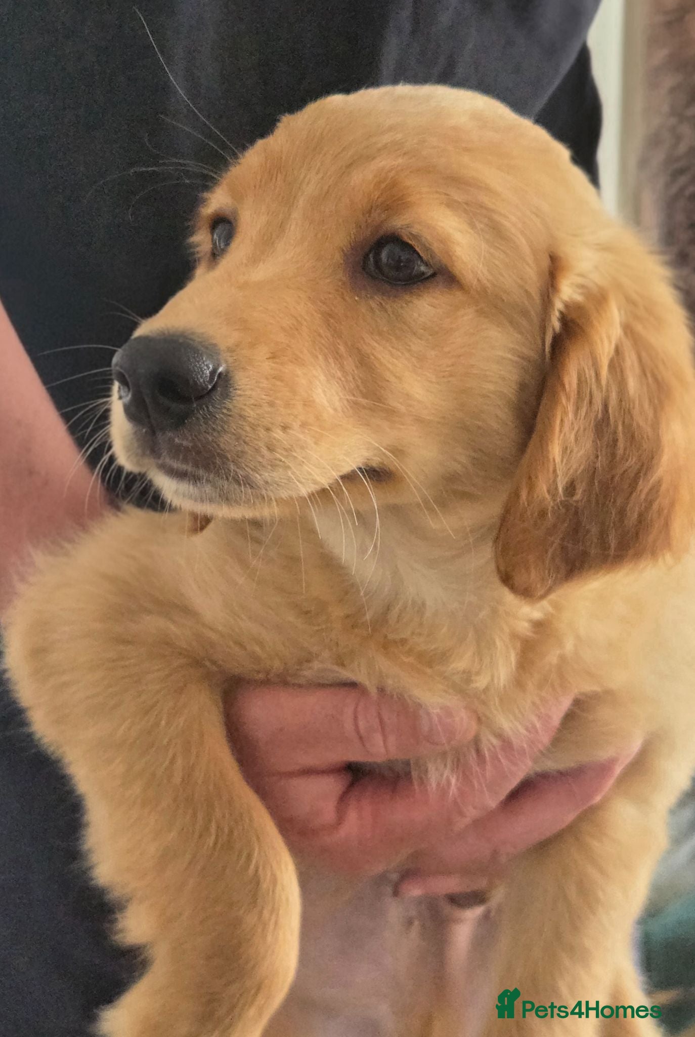 Mixed Breed dogs 💛 READY NOW Golden Nova puppies for sale 💛 - Advert 1