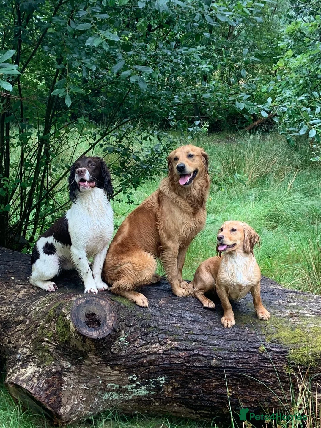 English Springer Spaniel dogs for stud: Proven Liver & White English Springer Spaniel Stud in Swansea - Advert 7