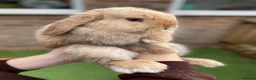 Mini Lop rabbits for sale: Mini Lop rehome  - Advert 1