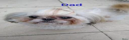 Zuchon dogs for sale: Shichon/Zuchon - Advert 10