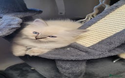 Ragdoll cats for sale: 🐾😺 3 Fluffy Ragdoll Kittens Waiting for You ♥♥♥ - Image 11