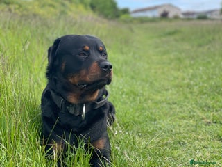 Rottweiler dogs Proven Rottweiler Available For Stud in Portland - Advert 14