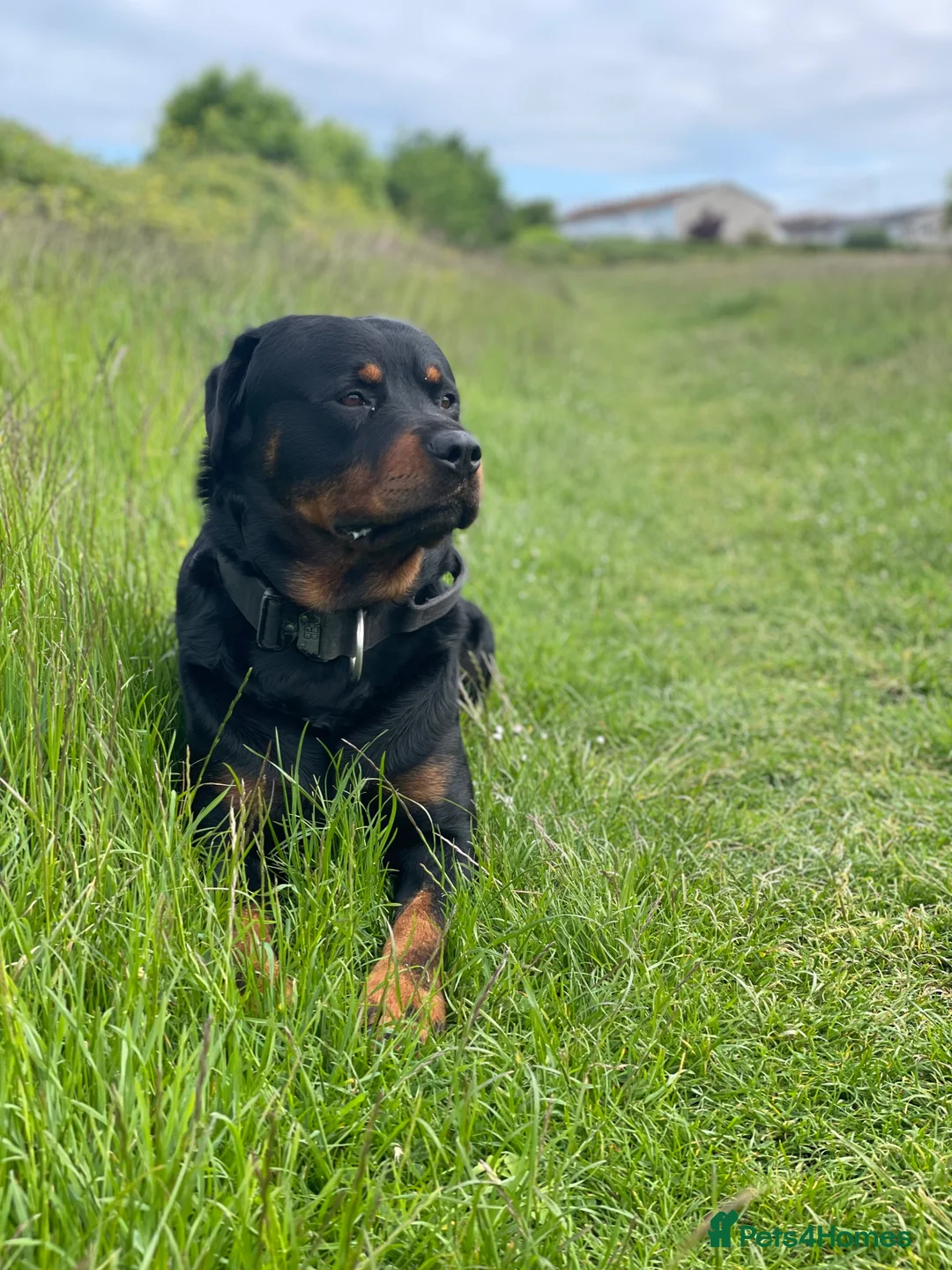 Rottweiler dogs for stud: Proven Rottweiler Available For Stud in Portland - Advert 1