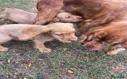 Cocker Spaniel dogs for sale: Cocker spaniel puppies  - Image 5
