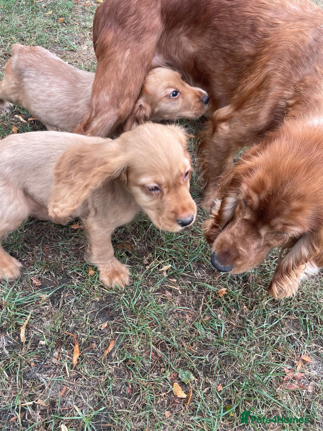 Cocker Spaniel dogs for sale: Cocker spaniel puppies  - Image 5