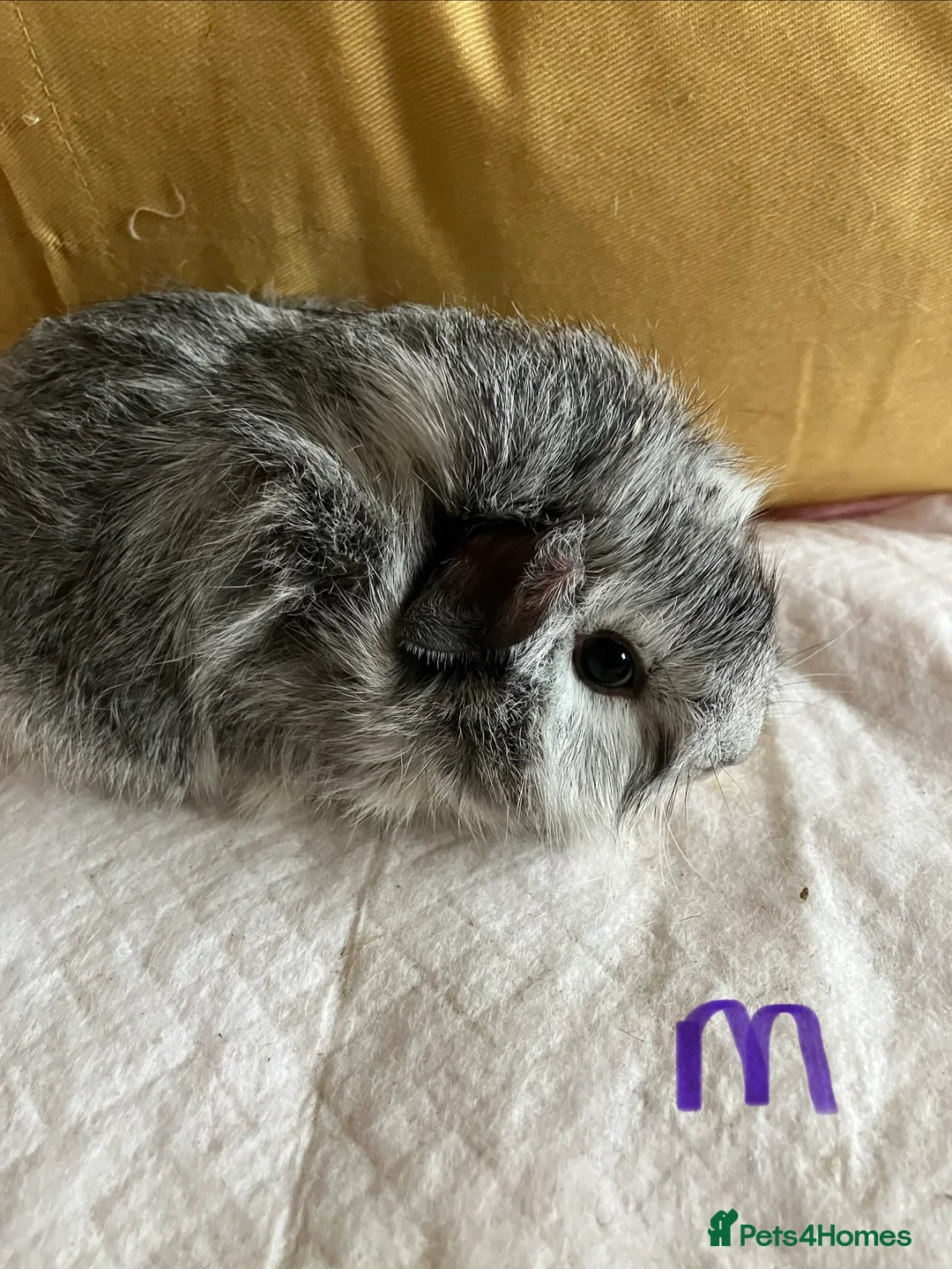Mixed Breed rodents for sale: Baby guinea pigs  - Advert 2