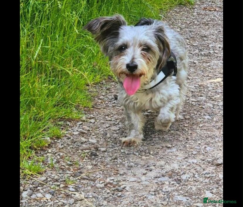 Yorkiepoo dogs for sale: Female Yorkipoo  - Advert 6