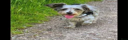 Yorkiepoo dogs for sale: Female Yorkipoo  - Advert 1