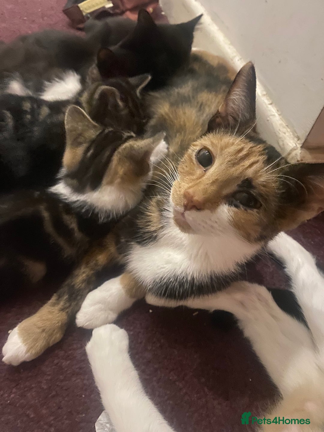 Mixed Breed cats for sale: Beautiful mixed breed kittens ready to leave 🐱 - Image 6
