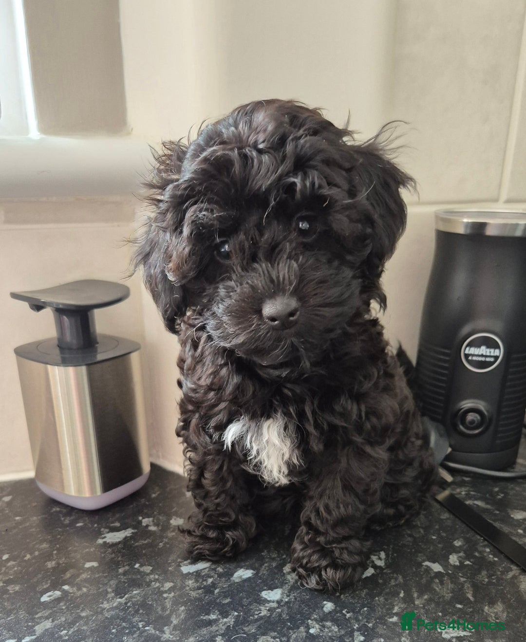 Rescue Dogs Havanese Poodle Dog Havapoo Pups, Last ?? For Sale In