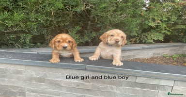 Cocker Spaniel dogs - Advert 6