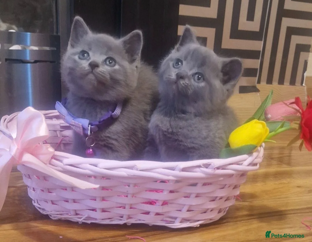 British Shorthair cats for sale: British short hair kittens sold - Advert 1
