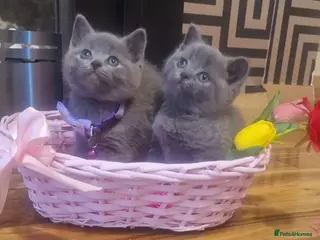 British Shorthair cats British short hair kittens for sale - Advert 11