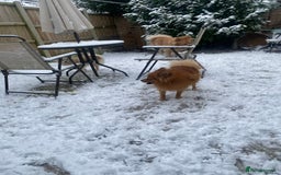 Pomeranian dogs for sale: Gorgeous boy pom - Image 11