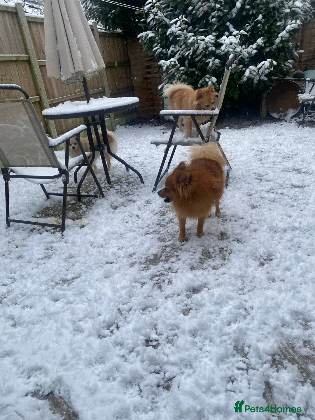 Pomeranian dogs for sale: Gorgeous boy pom - Image 11
