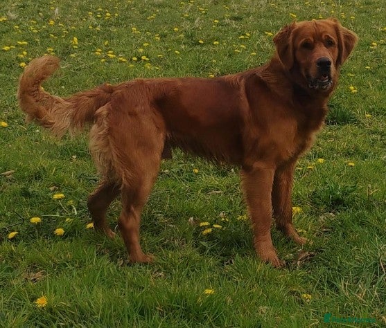 Golden Retriever dogs KC golden retriever Male puppy 12 months old  - Advert 1