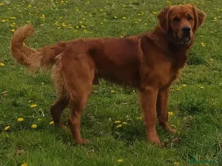 Golden Retriever dogs KC golden retriever Male puppy 12 months old - Advert 1