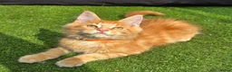 Maine Coon cats for sale: Last Boy Ready now Tica MaineCoon  - Advert 22