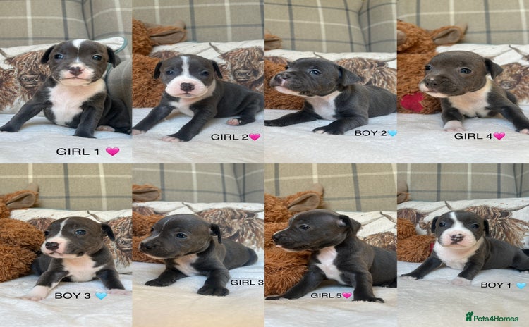 Staffordshire Bull Terrier dogs - Advert 2