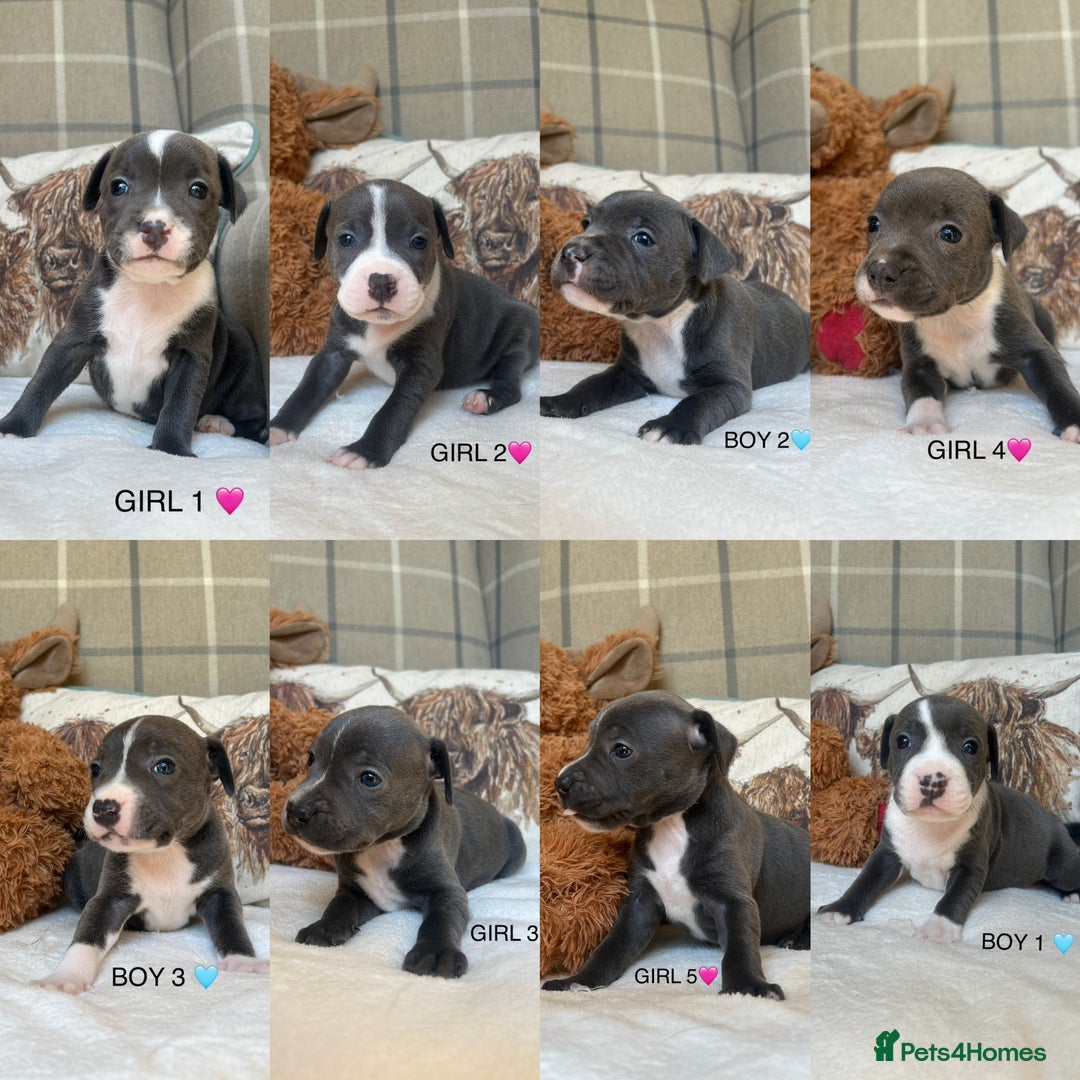 Staffordshire Bull Terrier dogs for sale: STAFFORDSHIRE BULL TERRIERS💚 - Image 1