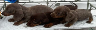 Dachshund 3