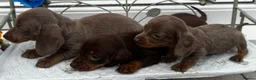 Dachshund dogs for sale: Ready to leave Daschund puppies🐶💙 - Advert 8