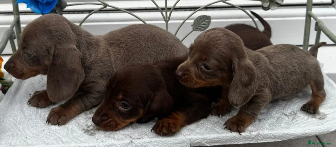 Dachshund dogs for sale: Ready to leave Daschund puppies🐶💙 - Advert 8