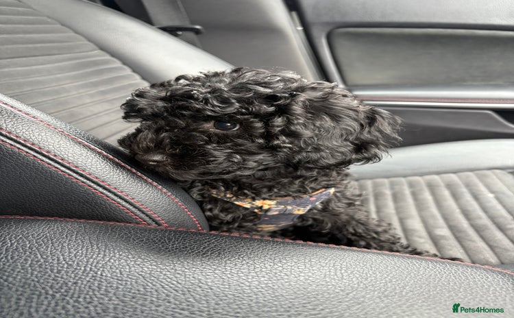 Cavapoo dogs - Advert 3