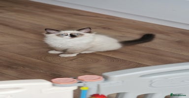 Ragdoll cats - Advert 8