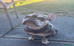 French Bulldog dogs for sale: French bulldog  - Image 1