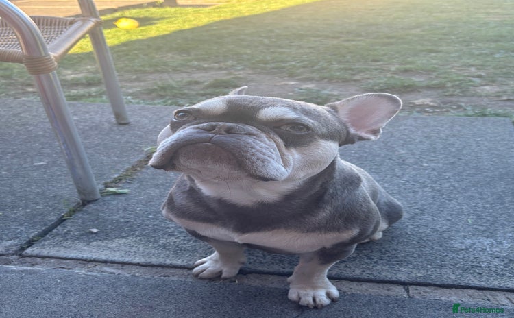 French Bulldog dogs - Advert 2
