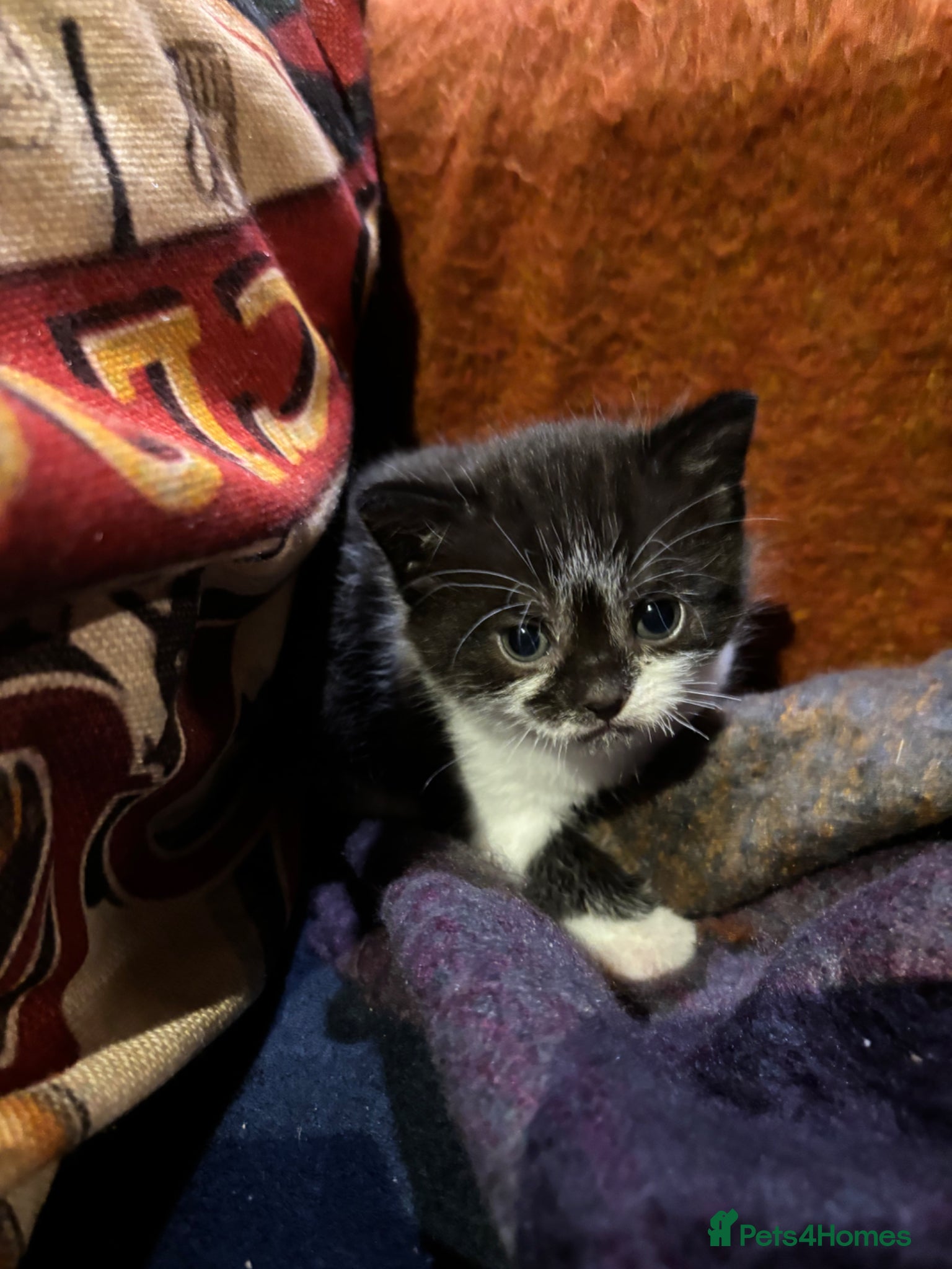 British Shorthair cats Beautiful BSH Cross Kittens For Sale - Advert 1