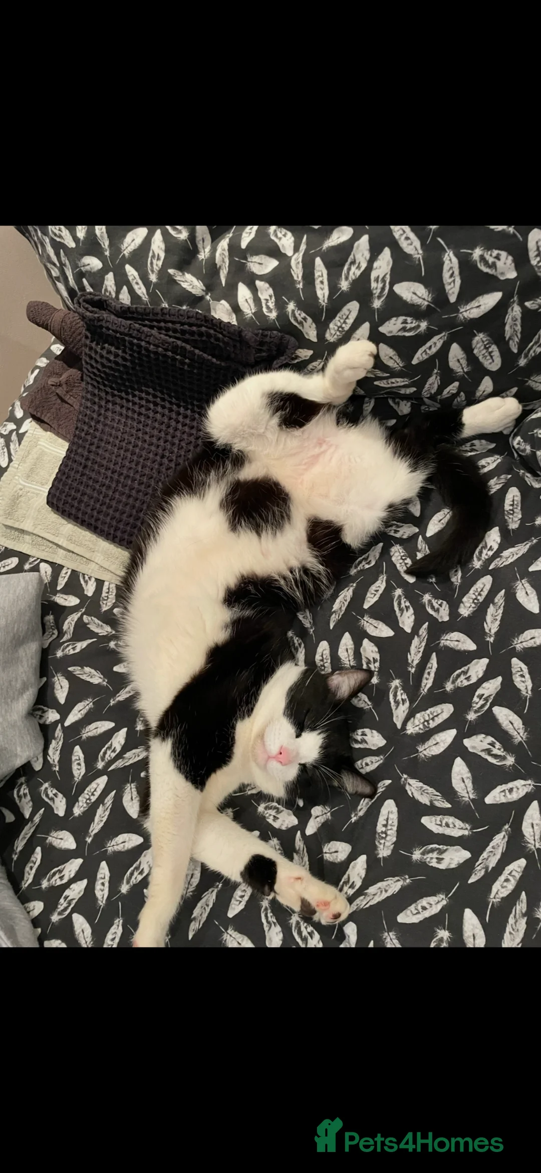 British Shorthair cats for sale: Beautiful 5 year old male cat - Advert 2