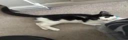 Mixed Breed cats for sale: *17 Week-Old*Male Kitten Looking for a 4Ever Home  - Advert 4